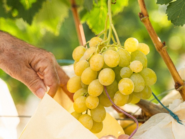 Tallers El raïm del Vinalpó i l'arròs, senyes d'identitat de la nostra terra, 