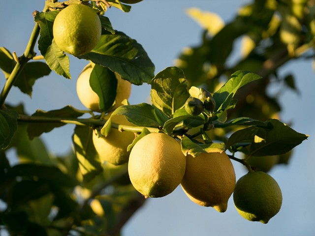 Tallers Cítrics amb Todolí Citrus Fundació, 